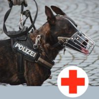 joodog Hundematten für Polizei, Rettungshunde, Transportboxen, Orthopädische Hundematte, Hundebetten Grosshandel, Wholesale.